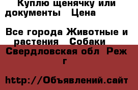 Куплю щенячку или документы › Цена ­ 3 000 - Все города Животные и растения » Собаки   . Свердловская обл.,Реж г.